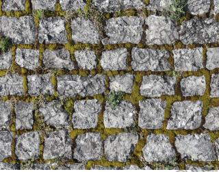 Photo Texture of Overgrown Floor